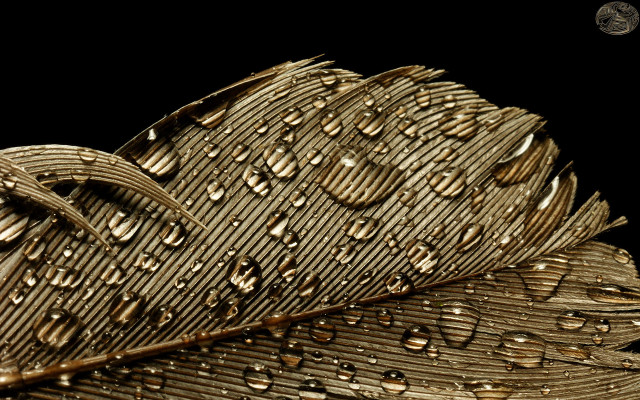 Gold brown black leaf water free wallpaper - medium preview image