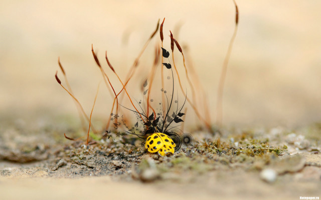 Yellow black bug dirt grass free wallpaper - medium preview image