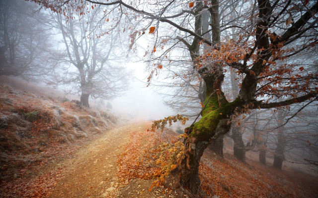 Foggy woods autumn leaves magic free wallpaper - medium preview image
