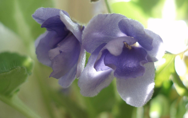 Purple flower green leaves sunlight free wallpaper - medium preview image