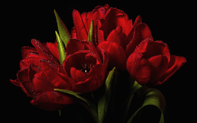 Red flowers water droplets studio free wallpaper - medium preview image