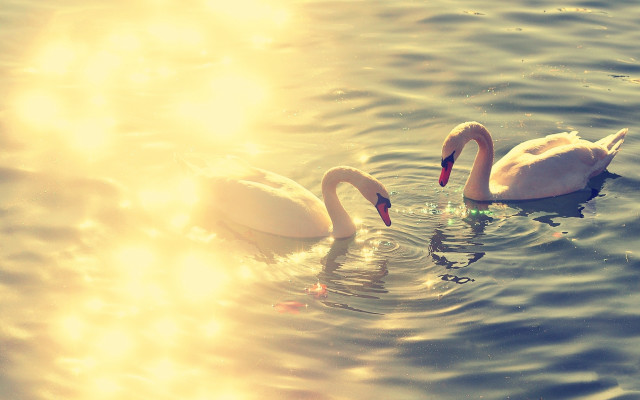 Swans lake sunset reflection water free wallpaper - medium preview image