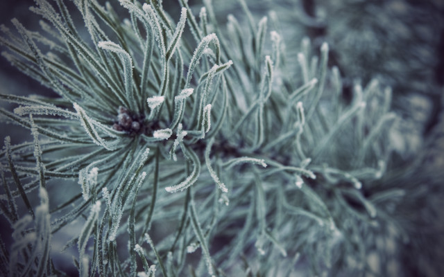 Pine ice branches macro shallow free wallpaper - medium preview image