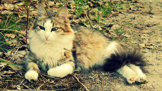 Cat grass dirt field glamorous free wallpaper - medium preview image