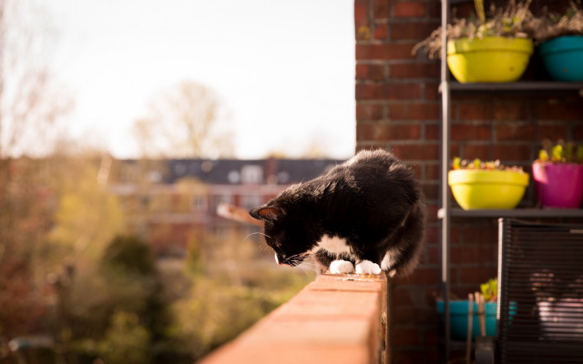 Cat ledge building plants autumn free wallpaper - medium preview image