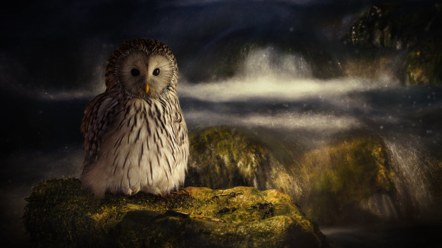 Bird rock forest fog night free wallpaper - medium preview image