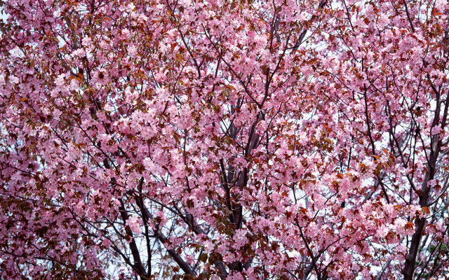 Pink cherry blossoms blue sky #3 free wallpaper - medium preview image
