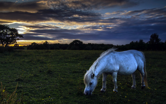 White horse grazing sunset clouds free wallpaper - medium preview image