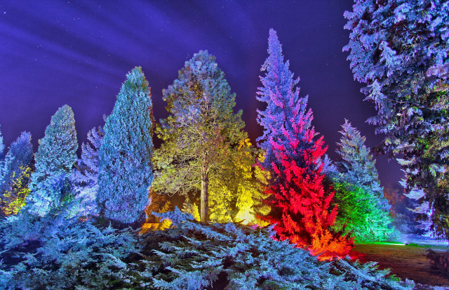 Mystical colorful forest night sky free wallpaper - medium preview image