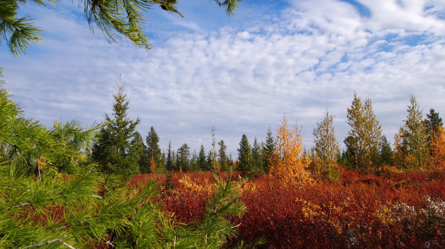 Autumn trees bushes clouds sky free wallpaper - medium preview image