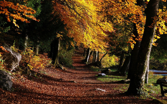 Leafy woods lake autumn fireworks free wallpaper - medium preview image