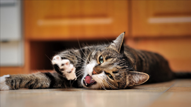Cat yawning blue eyes blurry free wallpaper - medium preview image