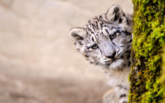 Snow leopard cub mossy tree free wallpaper - medium preview image