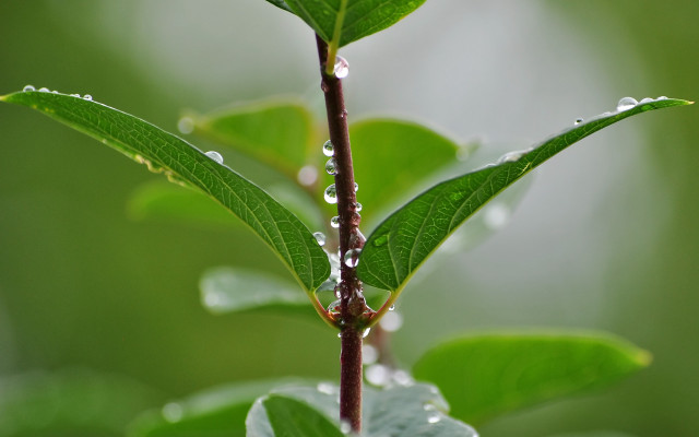 Green leaf water drops macro #22 free wallpaper - medium preview image