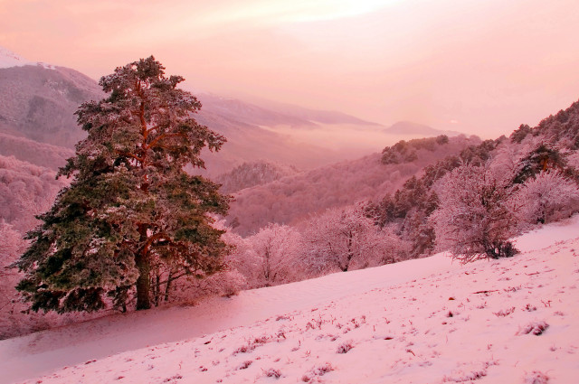 Snowy landscape tree mountains sunset free wallpaper - medium preview image