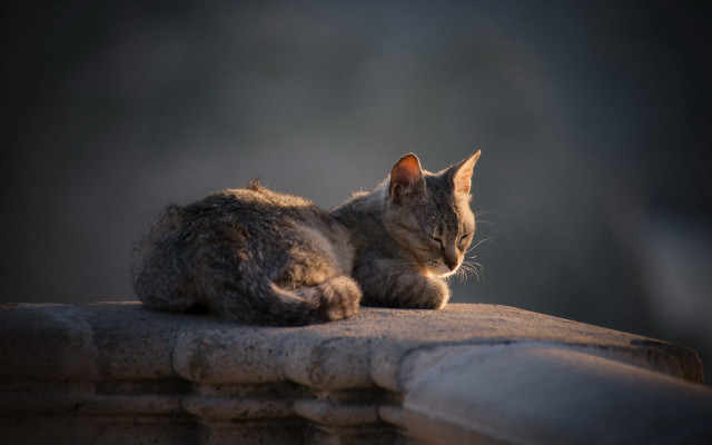 Cat ledge distant gaze tone free wallpaper - medium preview image