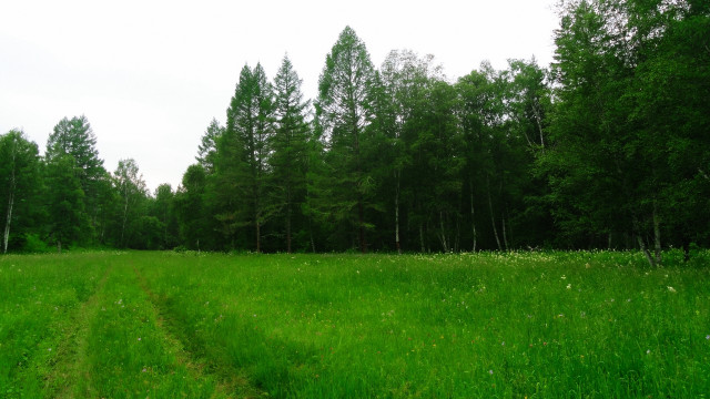 Dirt path field trees night free wallpaper - medium preview image