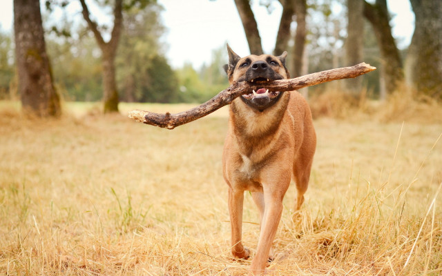 Dog running stick field trees free wallpaper - medium preview image