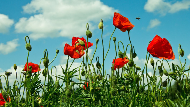Red flower bee sunny blue free wallpaper - medium preview image
