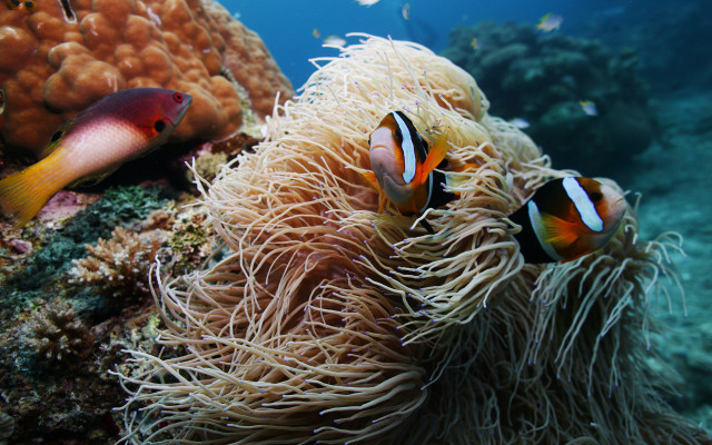Clownfish anemone underwater nature monster free wallpaper for desktop - medium preview image