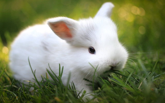 White rabbit in grass nature free wallpaper - medium preview image