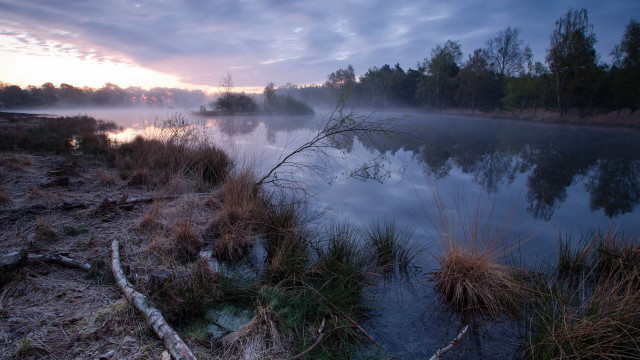 River fog dawn trees water free wallpaper - medium preview image