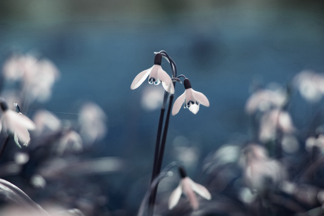 Flower butterfly bokeh blue sky free wallpaper - medium preview image