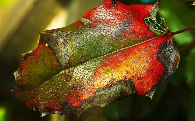 Leaf water drops photorealism decay free wallpaper - medium preview image