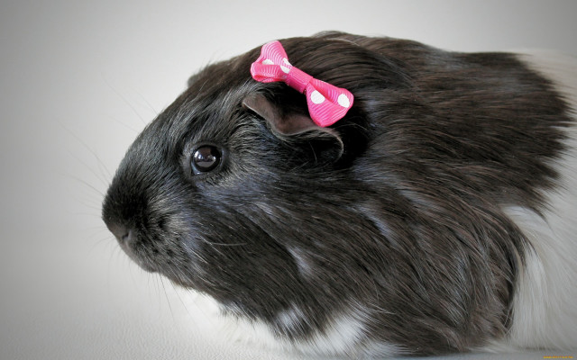 Black white rabbit pink bow free wallpaper - medium preview image