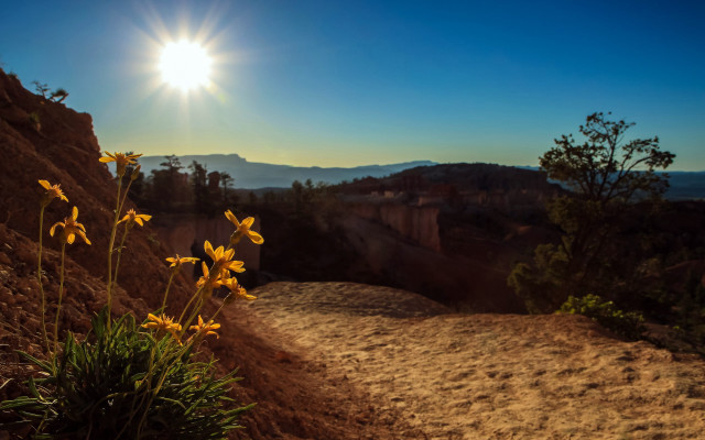Dirt path yellow flowers mountain free wallpaper - medium preview image