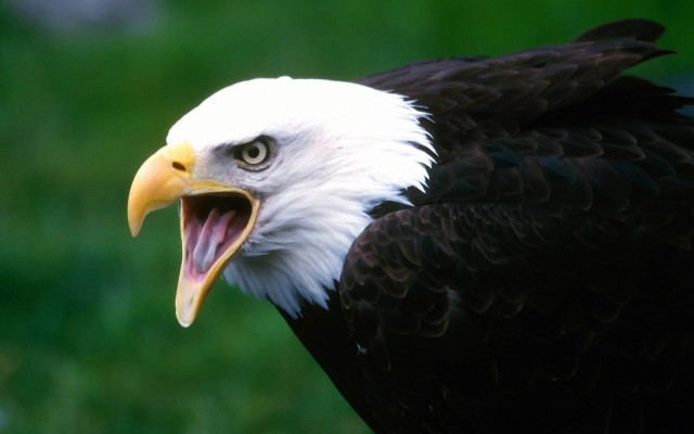 Bald eagle open mouth green free wallpaper - medium preview image