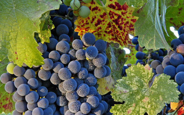 Grapes vine leaves water drops free wallpaper - medium preview image