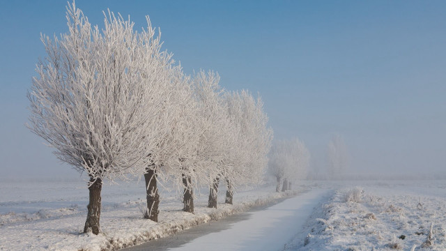 Snowy path trees winter sky free wallpaper - medium preview image