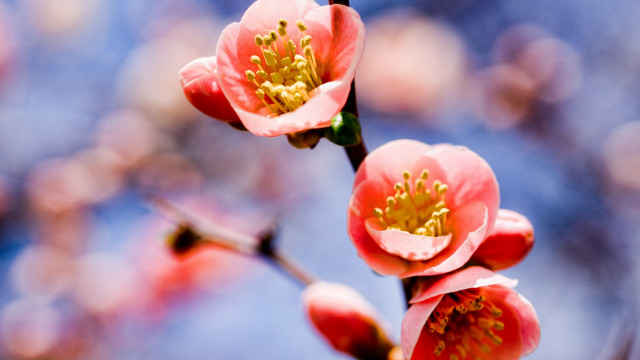 Flower branch blue sky leaves free wallpaper - medium preview image