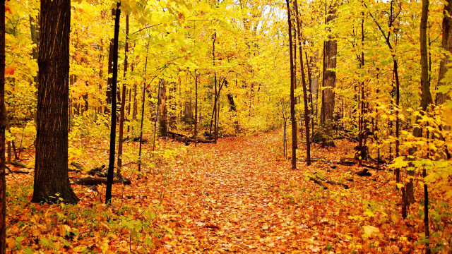 Autumn forest leaves fire flame free wallpaper - medium preview image