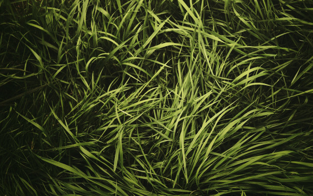 Grass bamboo forest plant nature free wallpaper - medium preview image