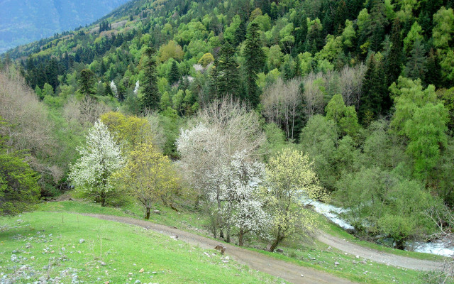 Valley dirt road stream forest free wallpaper - medium preview image