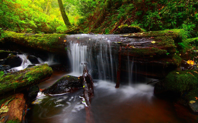 Lush green forest waterfall moss free wallpaper - medium preview image