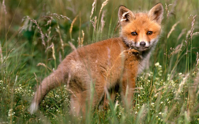 Small fox field grass sad free wallpaper - medium preview image