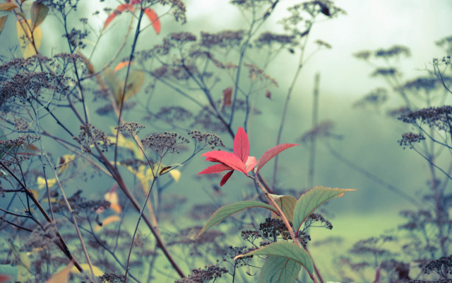 Red flower foggy field shallow free wallpaper - medium preview image