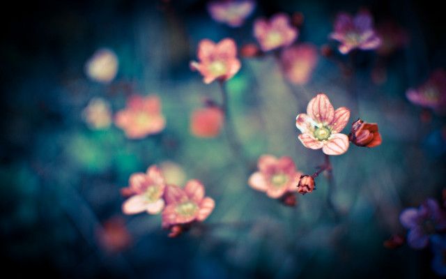 Flowers grass blur bokeh cherry free wallpaper - medium preview image