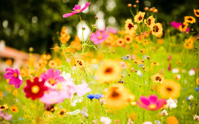 Flower field bokeh summer vibrant free wallpaper - medium preview image