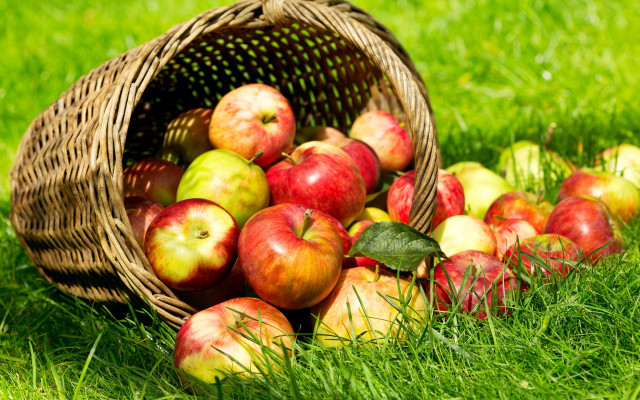 Basket apples green field harvest free wallpaper - medium preview image