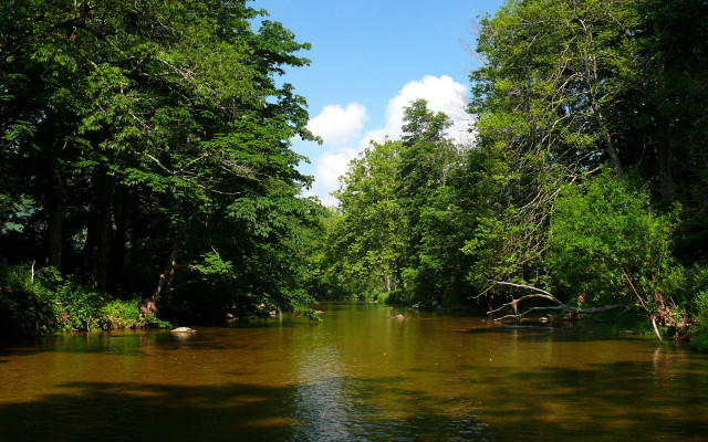 River forest rocks sky nature free wallpaper - medium preview image