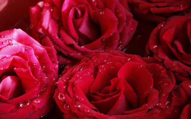 Red roses water droplets macro #4 free wallpaper - medium preview image