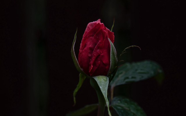 Red rose water drop macro #2 free wallpaper - medium preview image