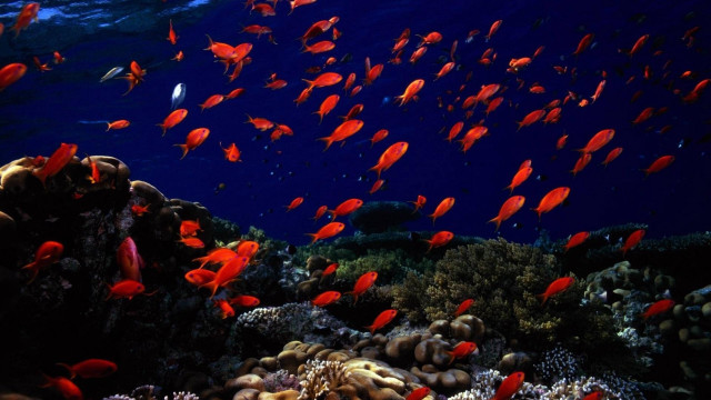 Fish coral reef ocean blue #5 free wallpaper - medium preview image