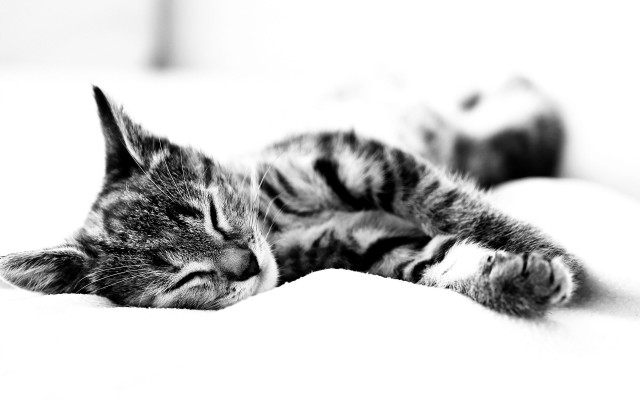 Sleeping cat bed pillow blurry free wallpaper - medium preview image