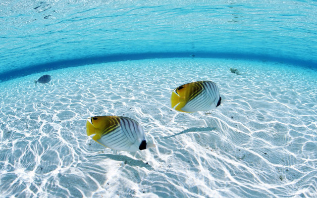 Two fish swimming shallow pool free wallpaper - medium preview image