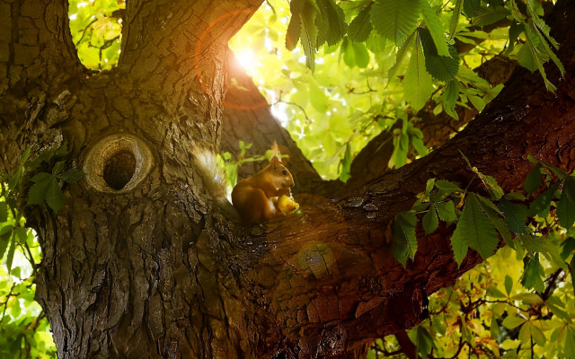 Squirrel tree sunlight leaves moss free wallpaper - medium preview image